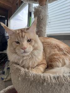 Purebred Maine Coon Kittens – Now Open for Reservation! - Photo 10