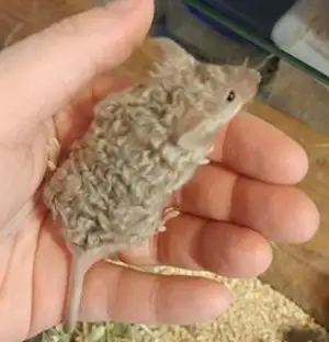 souris de compagnie, de fantaisie, rongeur
