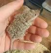 souris de compagnie, de fantaisie, rongeur