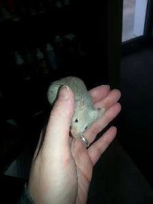 souris de compagnie, de fantaisie, rongeur - Photo 2
