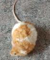 souris de compagnie, de fantaisie, rongeur - Photo 3