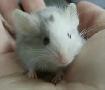 souris de compagnie, de fantaisie, rongeur - Photo 4