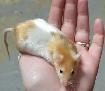 souris de compagnie, de fantaisie, rongeur - Photo 5