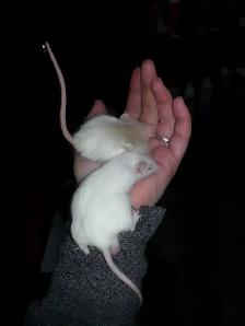 souris de compagnie, de fantaisie, rongeur - Photo 6