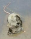 souris de compagnie, de fantaisie, rongeur - Photo 7