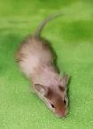 souris de compagnie, de fantaisie, rongeur - Photo 8