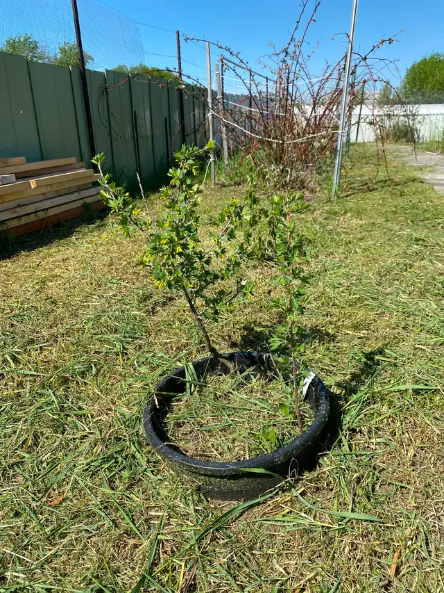 Current plants 4 years old in a pot