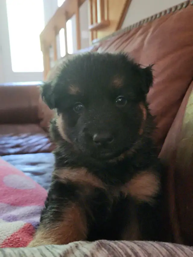 Chiot a adoptés