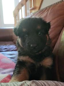 Chiot a adoptés