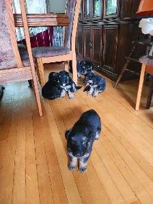 Chiot a adoptés - Photo 2