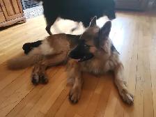 Chiot a adoptés - Photo 4