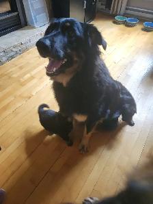 Chiot a adoptés - Photo 5