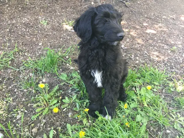 wolfadoodles pups, 2 gorgeous boys available!