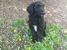 wolfadoodles pups, 2 gorgeous boys available!