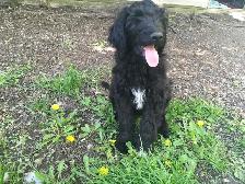 wolfadoodles pups, 2 gorgeous boys available! - Photo 2