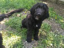 wolfadoodles pups, 2 gorgeous boys available! - Photo 3