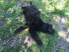 wolfadoodles pups, 2 gorgeous boys available! - Photo 4