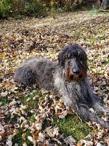 wolfadoodles pups, 2 gorgeous boys available! - Photo 5