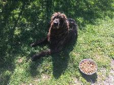 wolfadoodles pups, 2 gorgeous boys available! - Photo 6