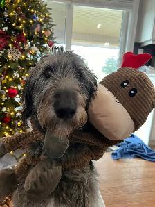 wolfadoodles pups, 2 gorgeous boys available! - Photo 7
