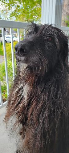 wolfadoodles pups, 2 gorgeous boys available! - Photo 8