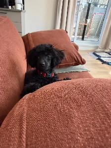Magnifique petite femelle caniche miniature 5 mois