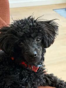 Magnifique petite femelle caniche miniature 5 mois - Photo 2