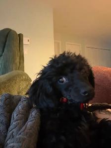Magnifique petite femelle caniche miniature 5 mois - Photo 3