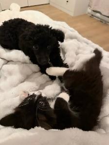 Magnifique petite femelle caniche miniature 5 mois - Photo 4