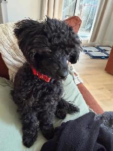 Magnifique petite femelle caniche miniature 5 mois - Photo 5