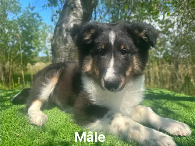 chiots berger shetland X colley