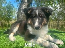chiots berger shetland X colley