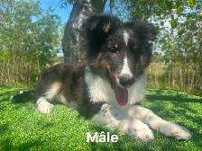chiots berger shetland X colley - Photo 2