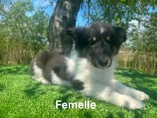 chiots berger shetland X colley - Photo 3