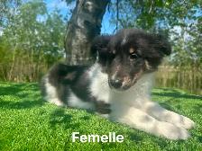 chiots berger shetland X colley - Photo 4