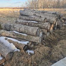 ISO trees or land to clear - Photo 2