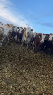 Full-Time Farm & Feedlot Labourer - Photo 3