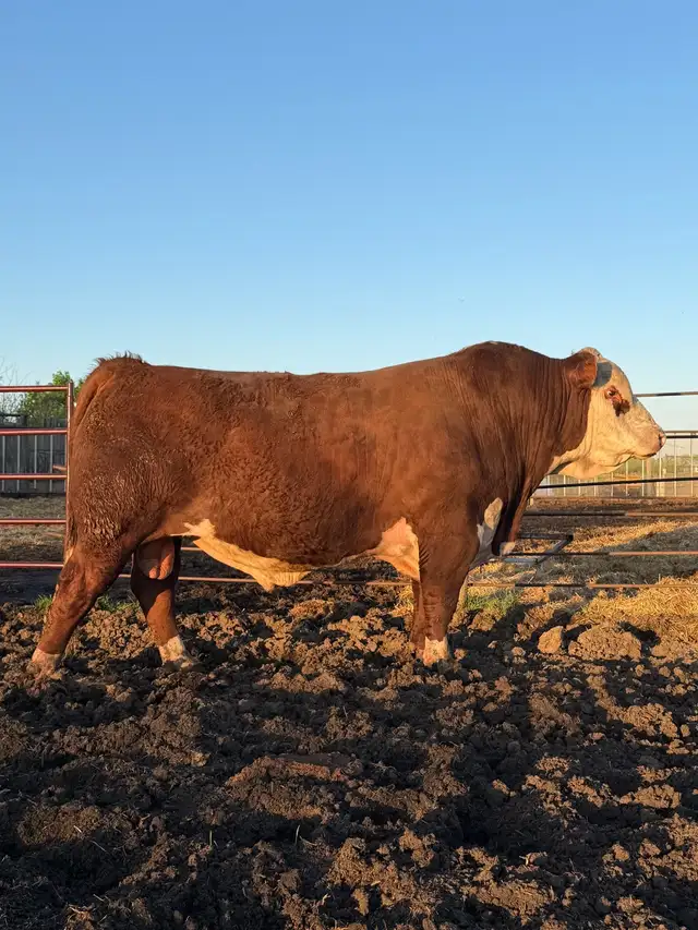 Bulls for sale!