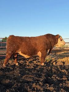 Bulls for sale!