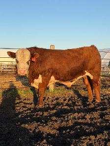 Bulls for sale! - Photo 2
