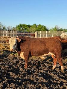 Bulls for sale! - Photo 3