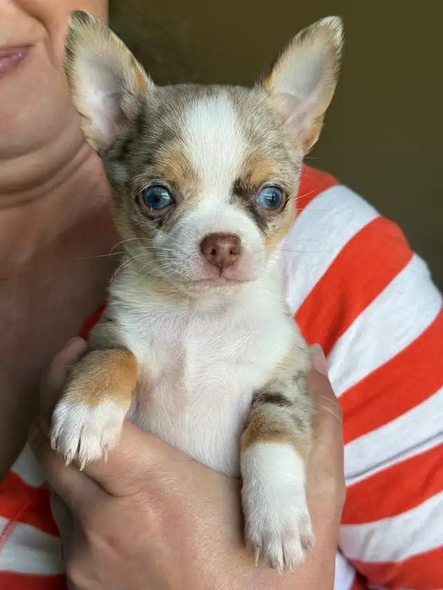 Blue Eyed Chocolate Merle Chihuahuas 2 males, 2 females
