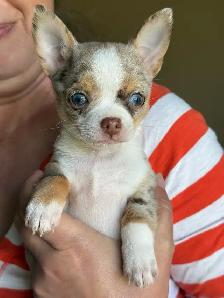 Blue Eyed Chocolate Merle Chihuahuas 2 males, 2 females