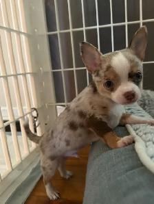 Blue Eyed Chocolate Merle Chihuahuas 2 males, 2 females - Photo 2