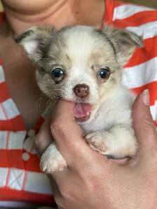 Blue Eyed Chocolate Merle Chihuahuas 2 males, 2 females - Photo 3