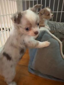Blue Eyed Chocolate Merle Chihuahuas 2 males, 2 females - Photo 4