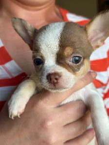 Blue Eyed Chocolate Merle Chihuahuas 2 males, 2 females - Photo 5