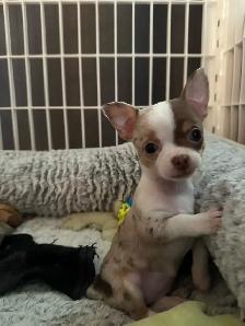 Blue Eyed Chocolate Merle Chihuahuas 2 males, 2 females - Photo 6