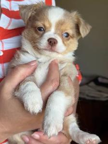Blue Eyed Chocolate Merle Chihuahuas 2 males, 2 females - Photo 7