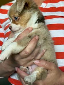 Blue Eyed Chocolate Merle Chihuahuas 2 males, 2 females - Photo 8